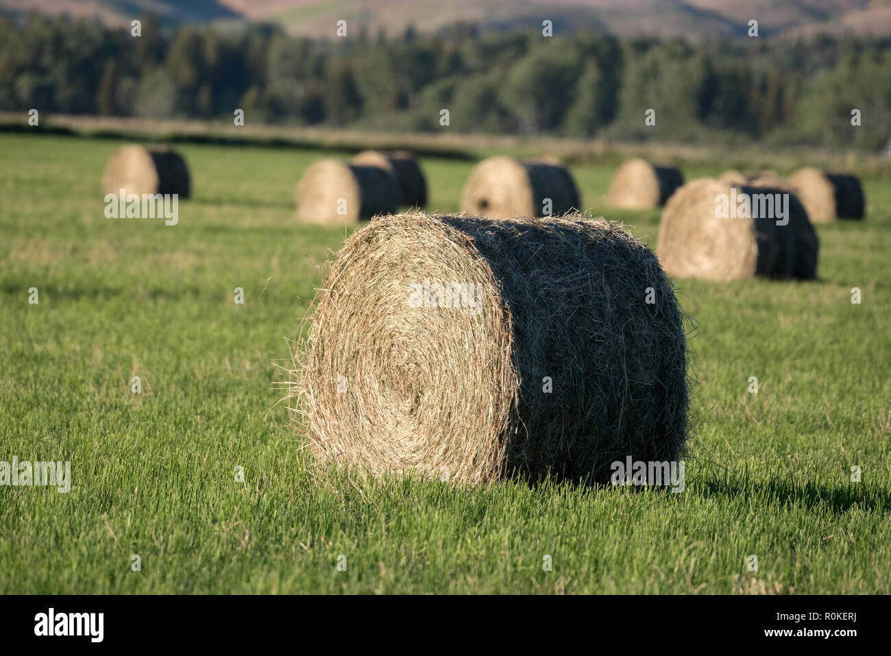 Balles de foin rondes dans une ferme de l'Oregon's Wallowa Valley. Banque D'Images