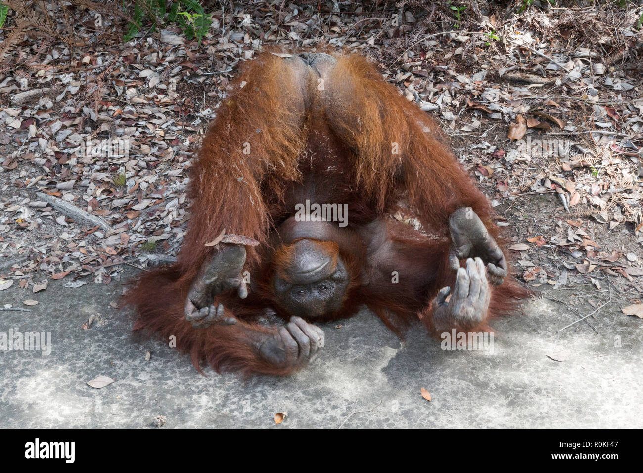 Femelle orang-outan, Pongo pygmaeus, au Camp Leakey, Bornéo, Indonésie. Banque D'Images
