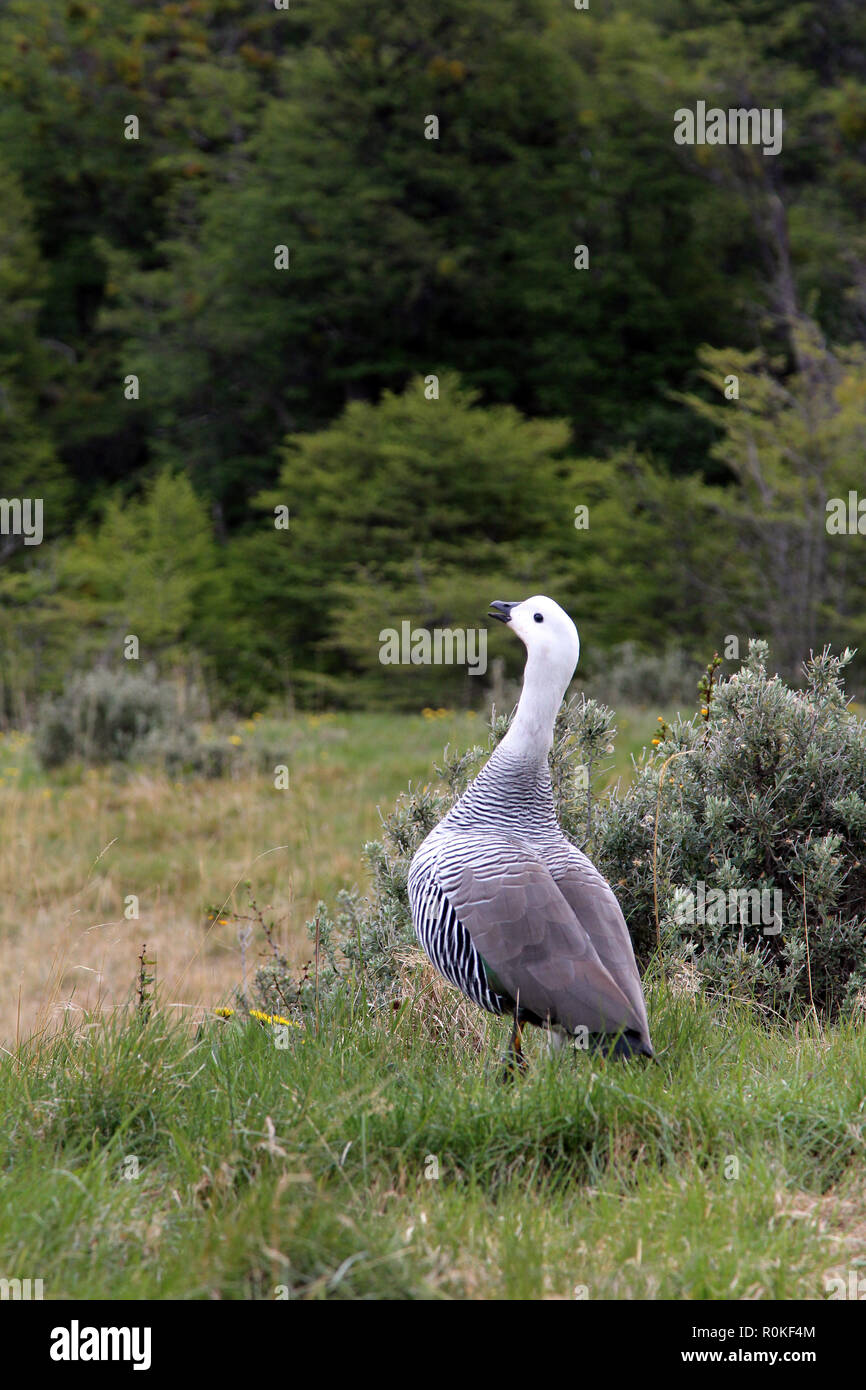 Oie des hautes terres dans son habitat naturel, le Parc National Tierra del Fuego, Argentina Banque D'Images