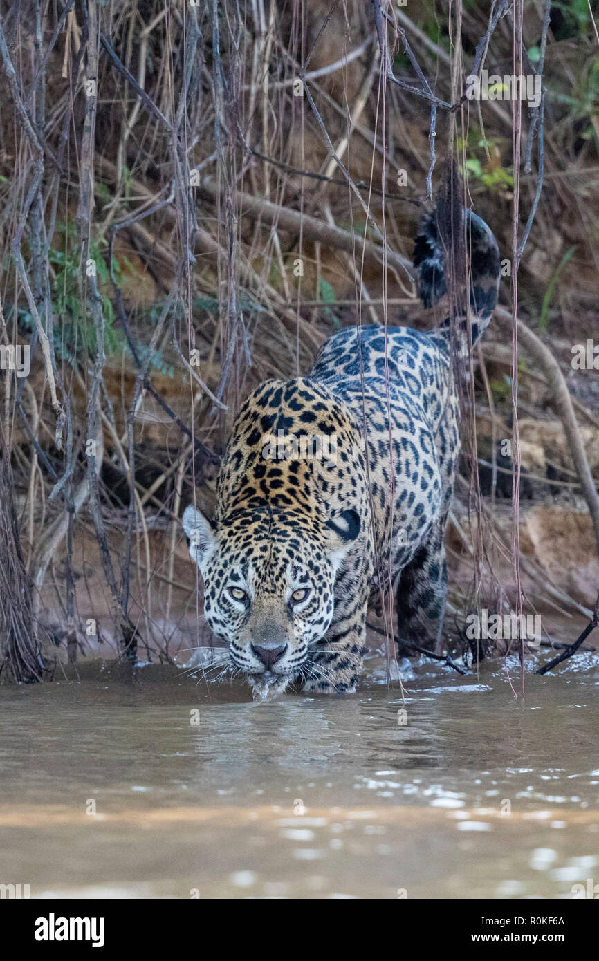 Une femelle adulte jaguar, Panthera onca, prendre un verre sur la rive du Rio Tres Irmao, Mato Grosso, Brésil. Banque D'Images