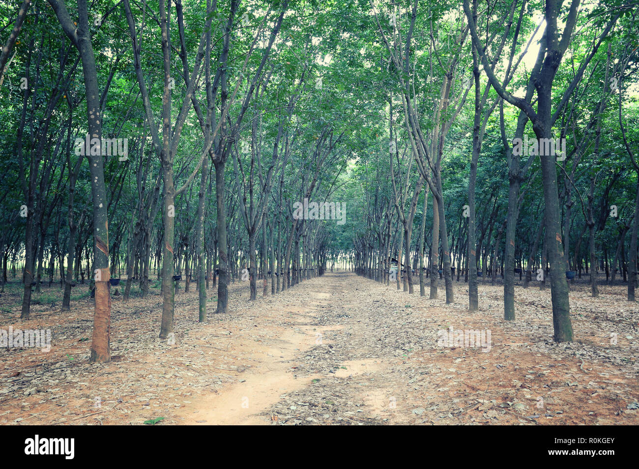 Plantation de l'hévéa dans la province de Khon Kaen, à la Thaïlande. Banque D'Images