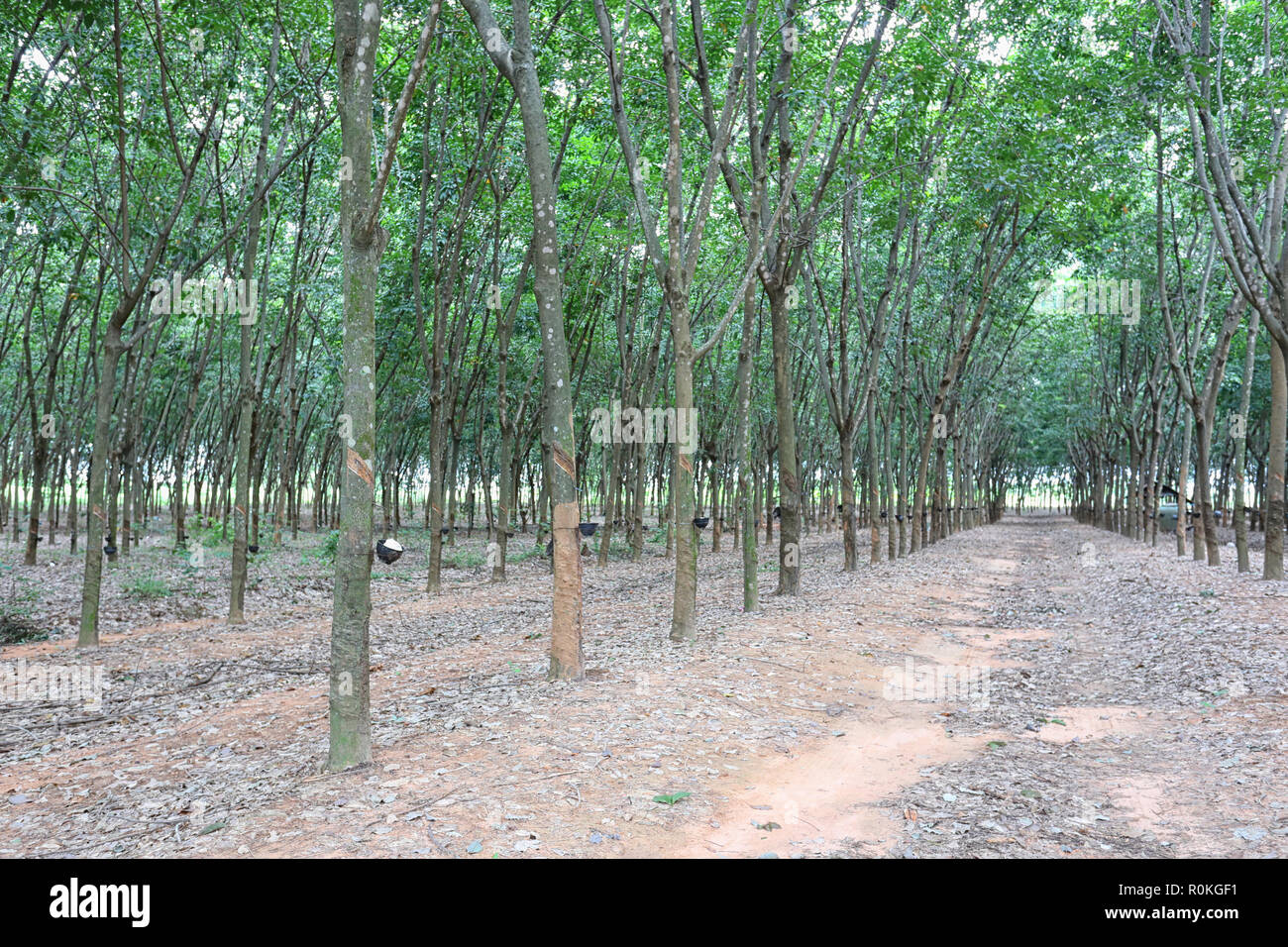 Plantation de l'hévéa dans la province de Khon Kaen, à la Thaïlande. Banque D'Images