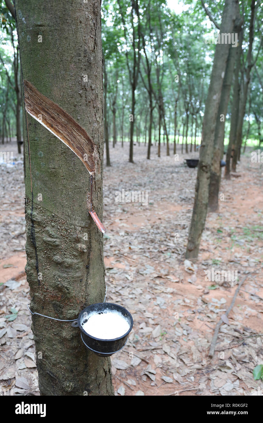Dans le latex de caoutchouc noir tasse de plantation d'arbres dans la province de Khon Kaen, à la Thaïlande. Banque D'Images