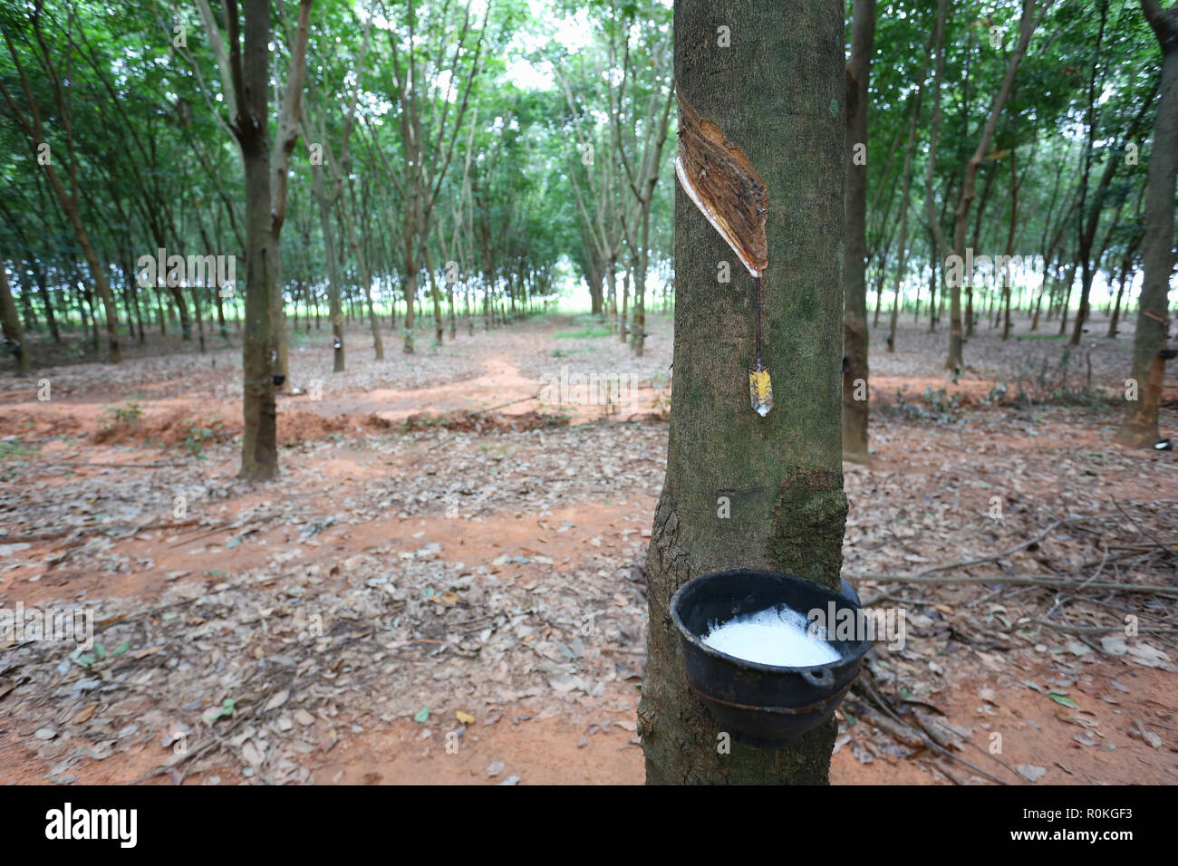 Dans le latex de caoutchouc noir tasse de plantation d'arbres dans la province de Khon Kaen, à la Thaïlande. Banque D'Images