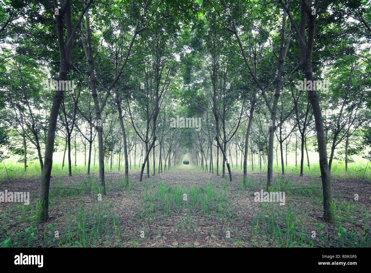 Plantation de l'hévéa dans la province de Khon Kaen, à la Thaïlande. Banque D'Images