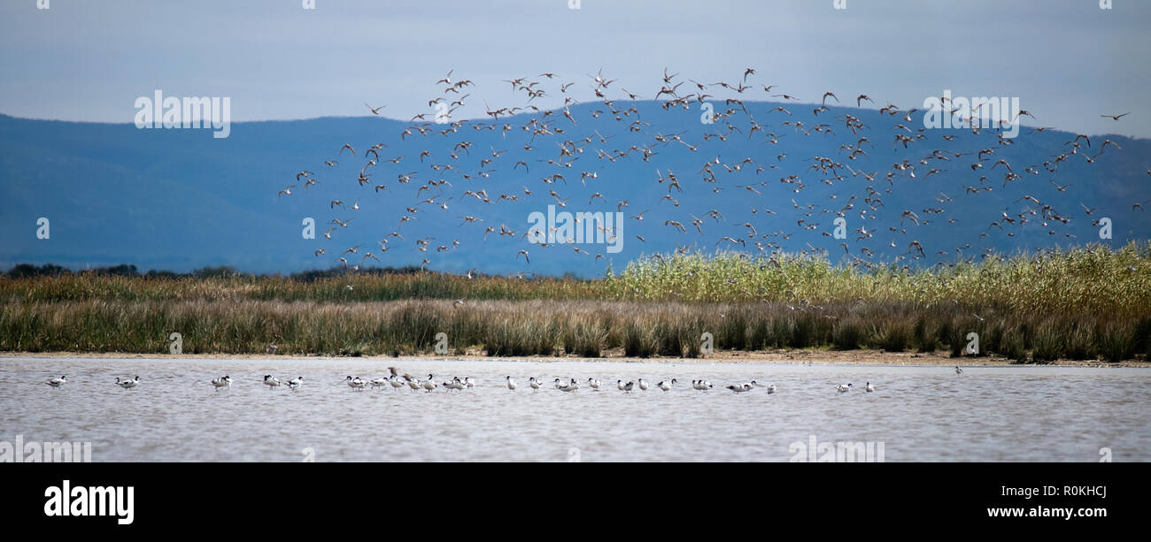 Oiseaux du cap Agulhas National Park Banque D'Images