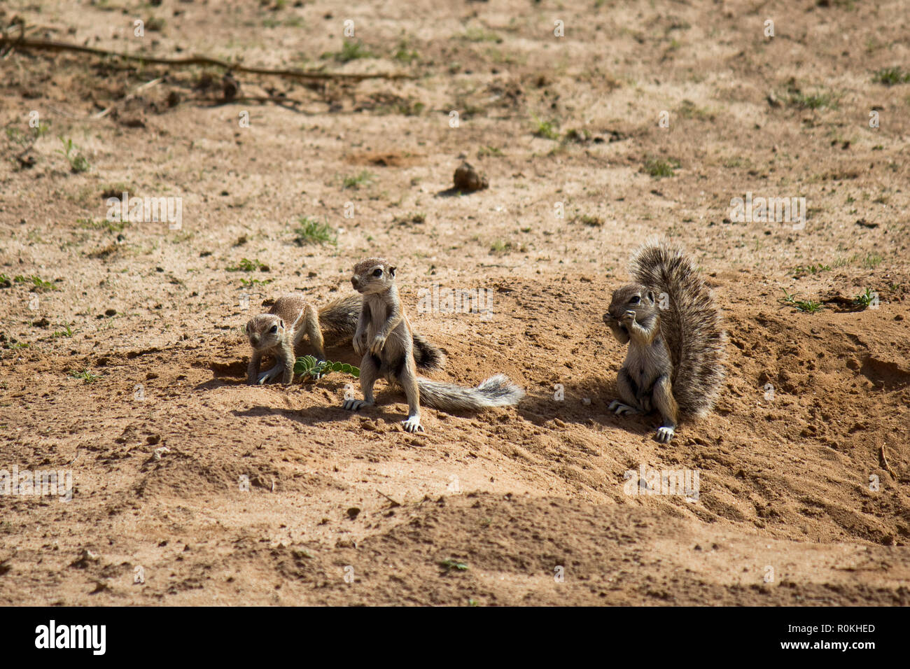 Les écureuils dans le Parc National Kgalagadi Banque D'Images
