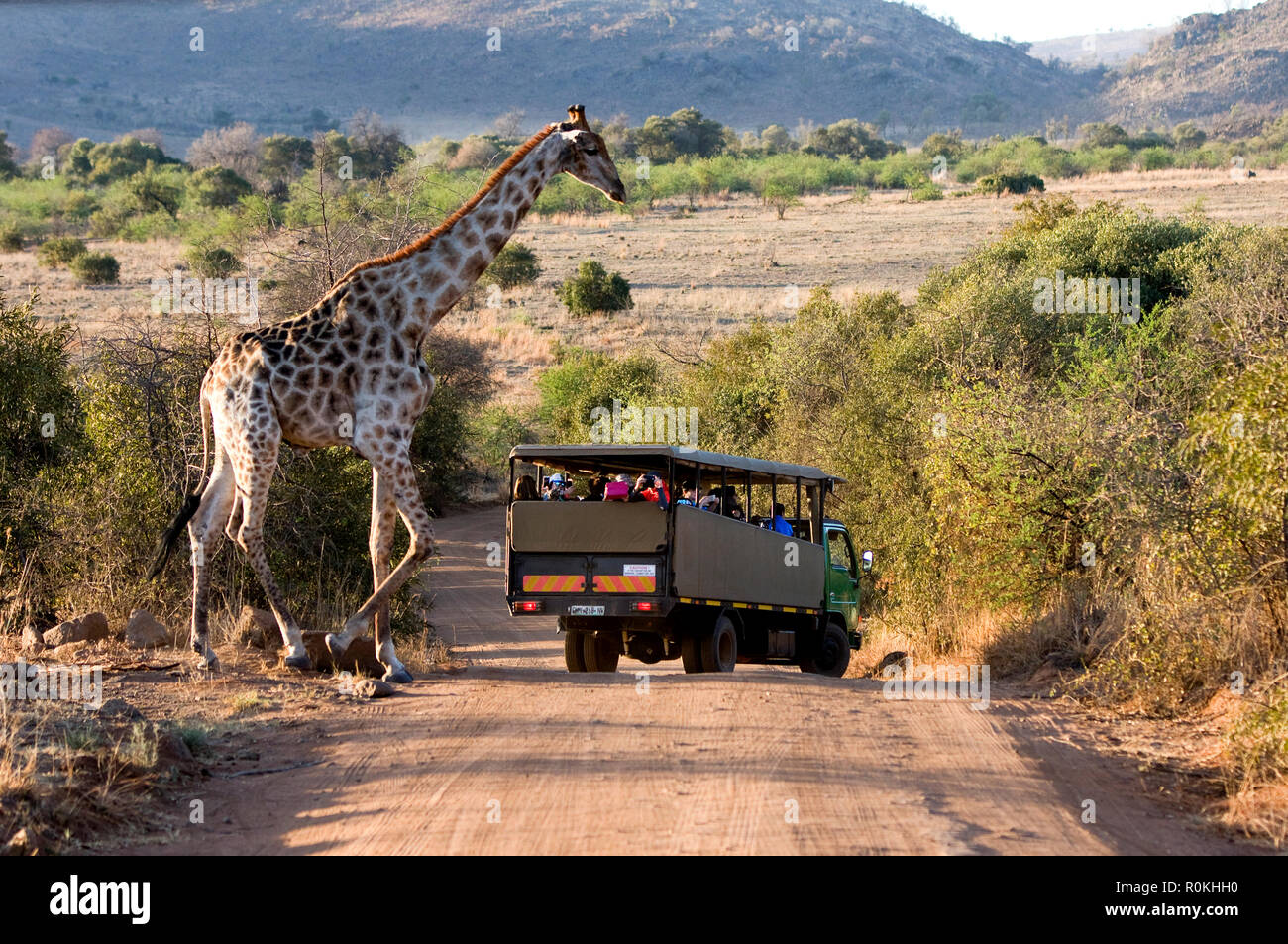 Balades girafe jeu passé conduire le véhicule Banque D'Images