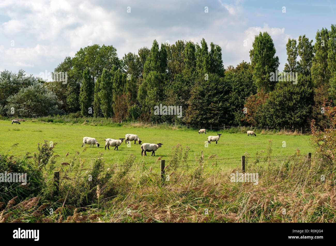 Troupeau de moutons Suffolk Street Bardeaux, UK Banque D'Images