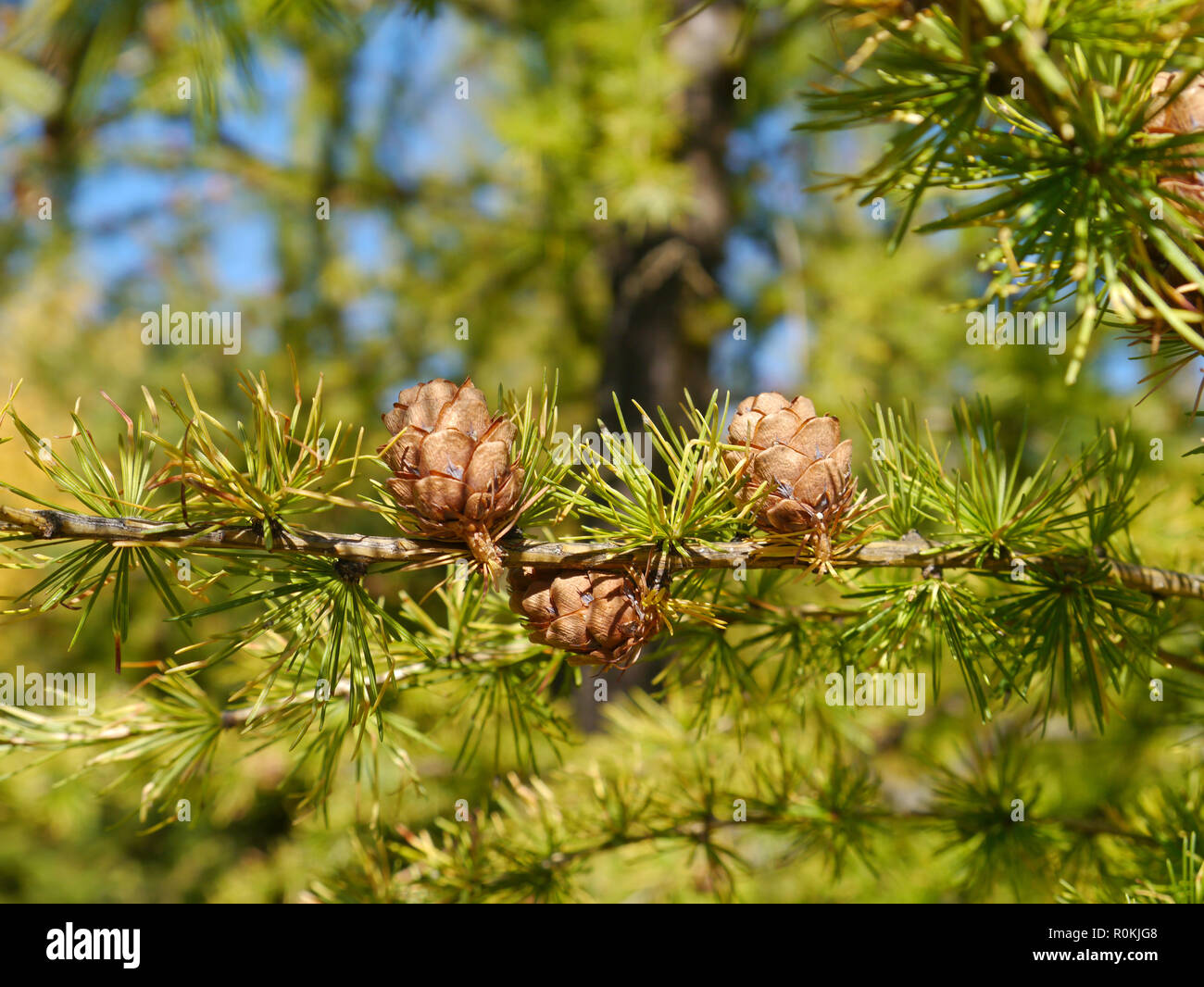 Branches avec les cônes d'un mélèze Banque D'Images