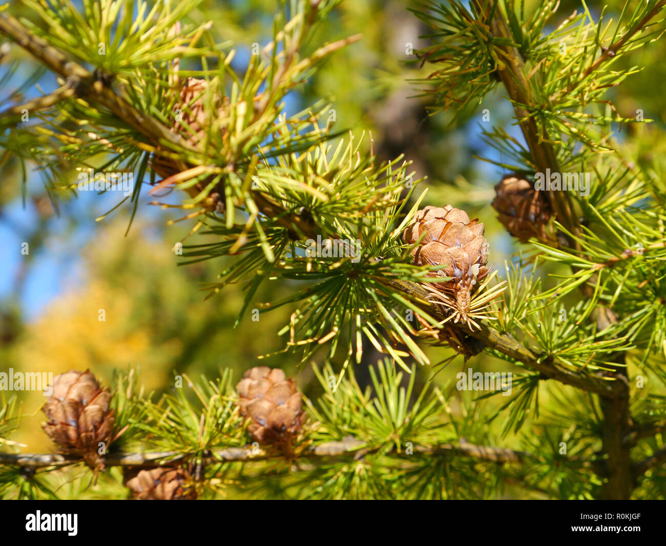 Branches avec les cônes d'un mélèze Banque D'Images