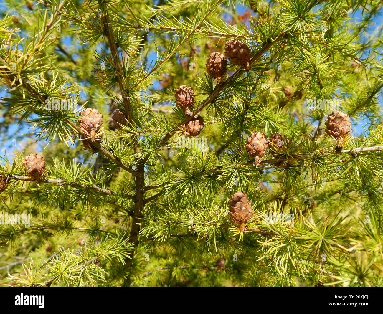 Branches avec les cônes d'un mélèze Banque D'Images