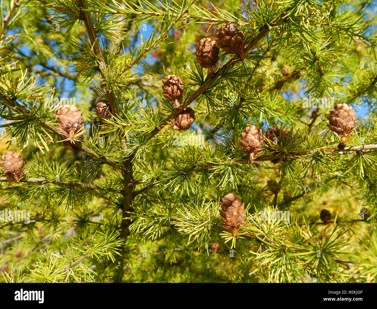 Branches avec les cônes d'un mélèze Banque D'Images