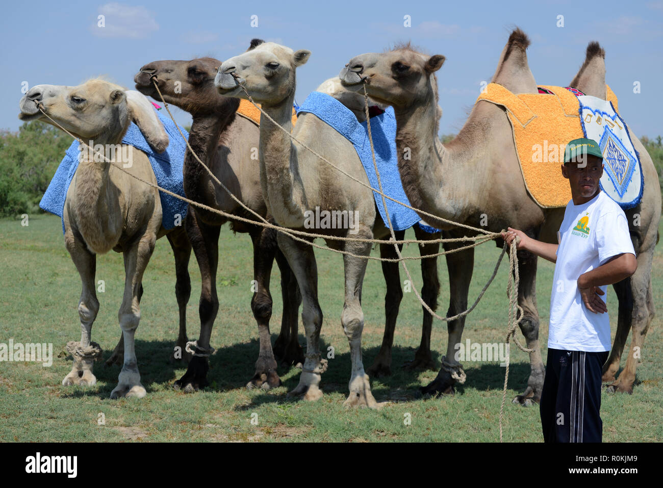 Les chameaux de Bactriane aux touristes équitation de steppe, Astrakhan, Russie Banque D'Images