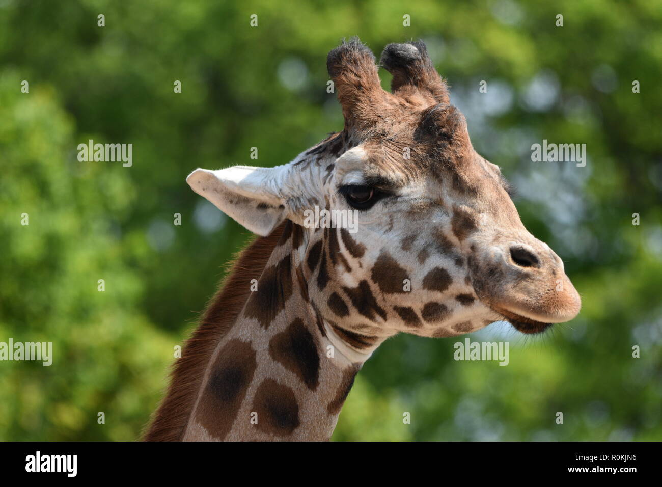 Girafe Banque D'Images