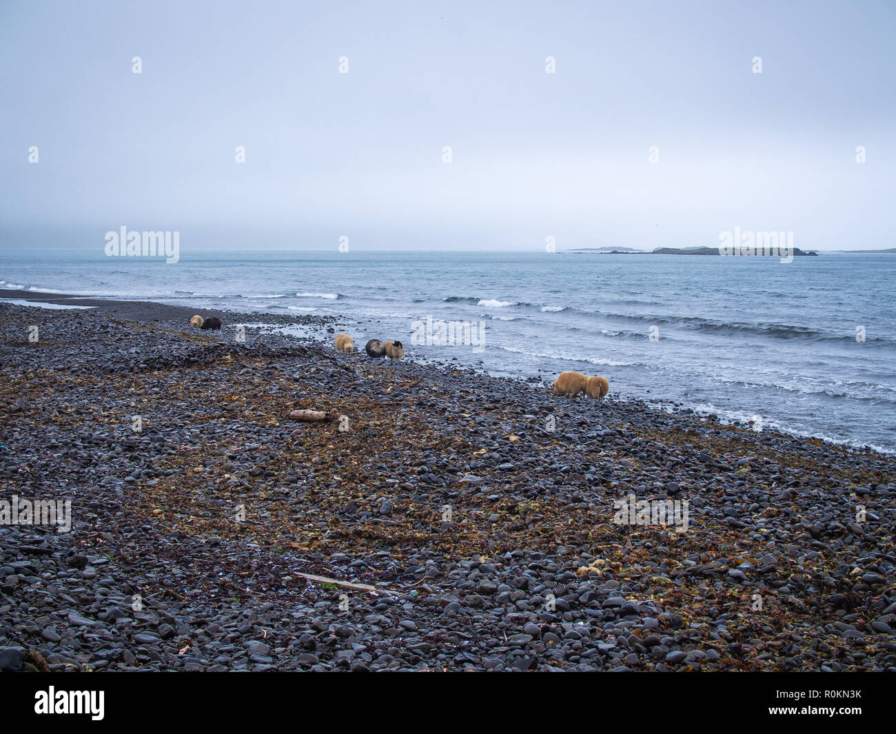 Moutons à l'Océan Atlantique beach en Islande Banque D'Images