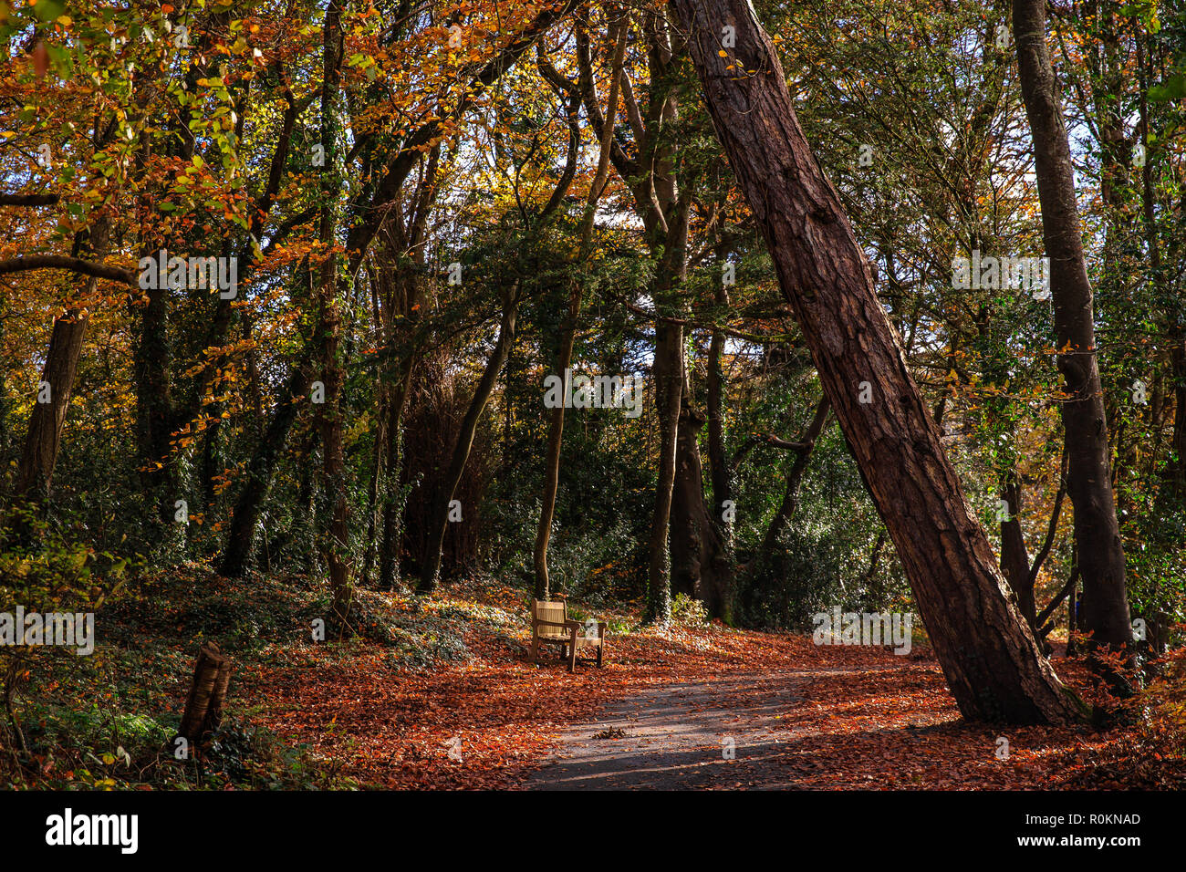 Automne Couleurs d'automne dans la forêt autour de Belvedere House Gardens & Park à Mullingar, Irlande Banque D'Images