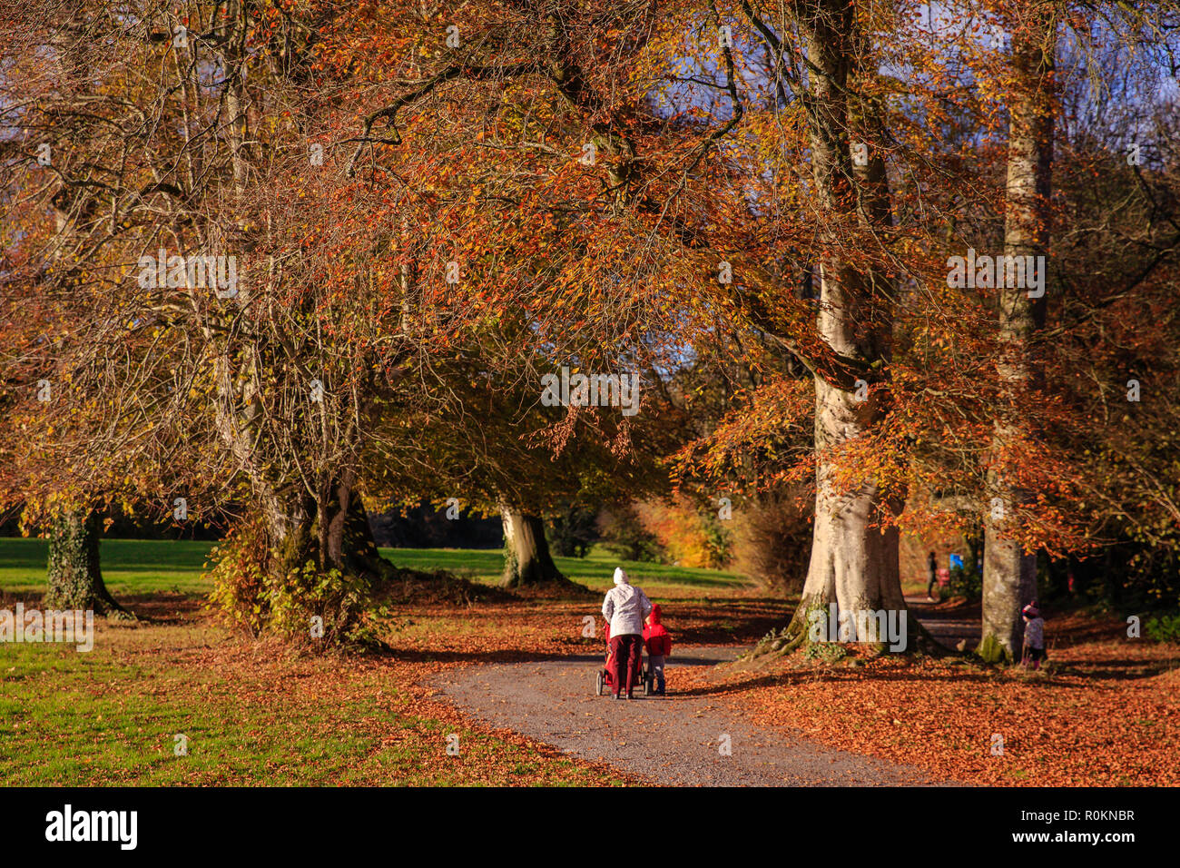 Promenade à travers les bois couverts à l'automne couleurs d'automne autour de Belvedere House Gardens & Park à Mullingar, Irlande. Banque D'Images