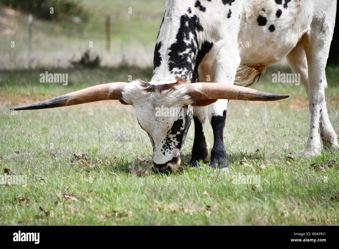 Le pâturage Texas Longhorn Banque D'Images