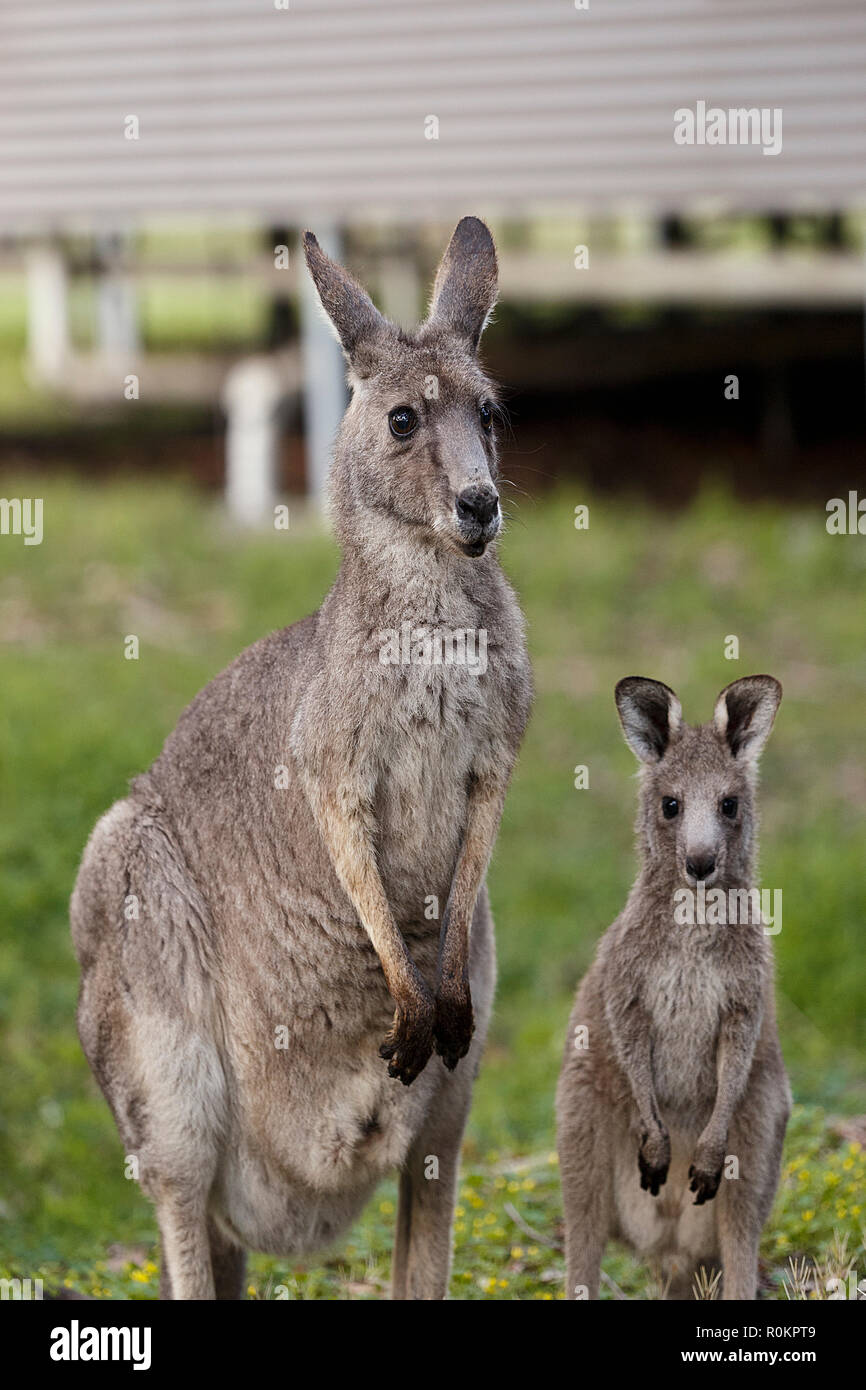Maman Kangourou Photo Stock Alamy