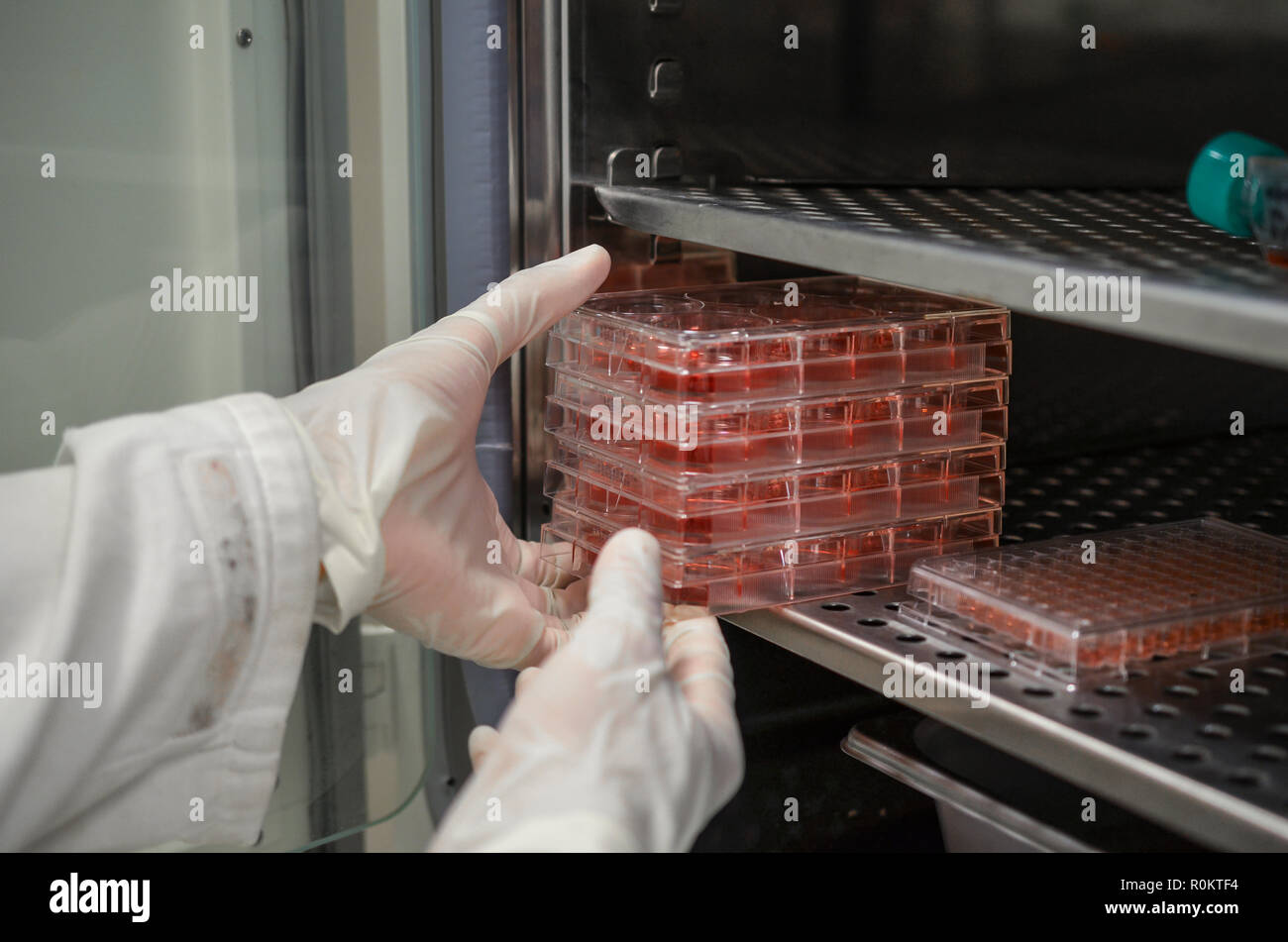 Plaque de culture de cellules en incubateur dans un laboratoire de biotechnologie biomédicale Banque D'Images