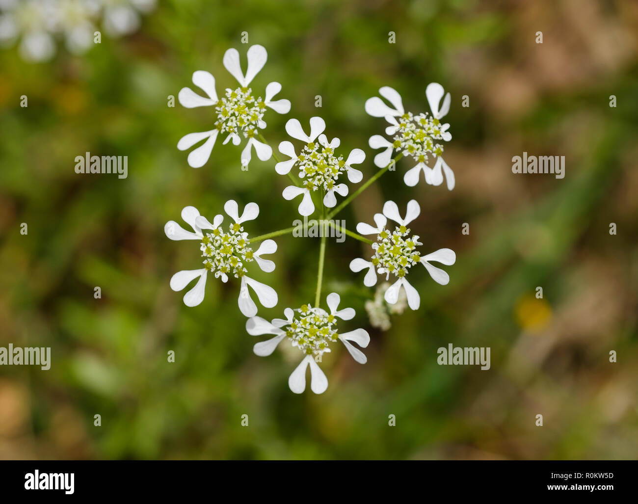 Mediterranean hartwort (Tordylium apulum), l'Albanie Banque D'Images