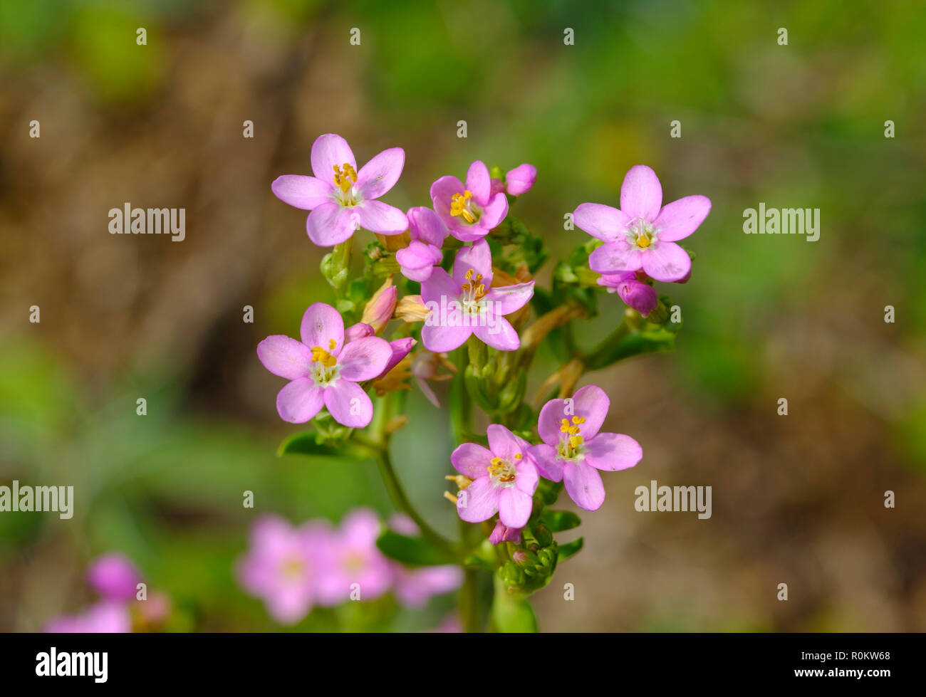 La centaurée (Centaurium erythraea), l'Albanie Banque D'Images