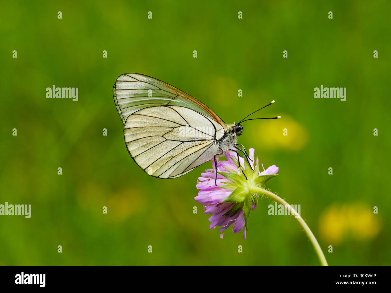 Blanc veiné noir (Aporia crataegi), femme, Alpes albanais, l'Albanie Banque D'Images Blanc veiné noir (Aporia crataegi), femme, Alpes albanais, l'Albanie Banque D'Images