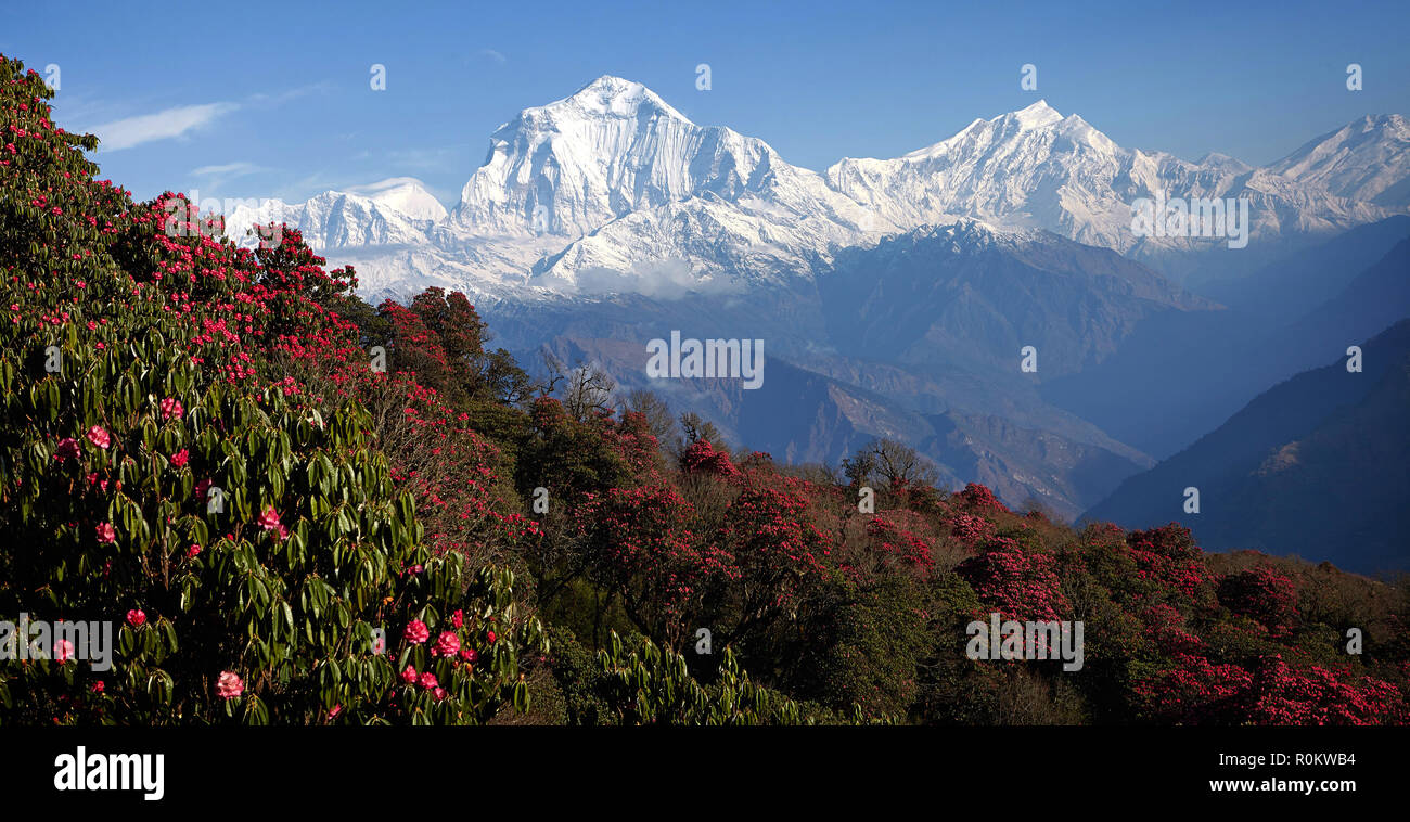 Vue imprenable sur la vallée de rhododendrons en fleurs à l'arrière-plan de sommets enneigés de l'Himalaya. Poon guérir Banque D'Images
