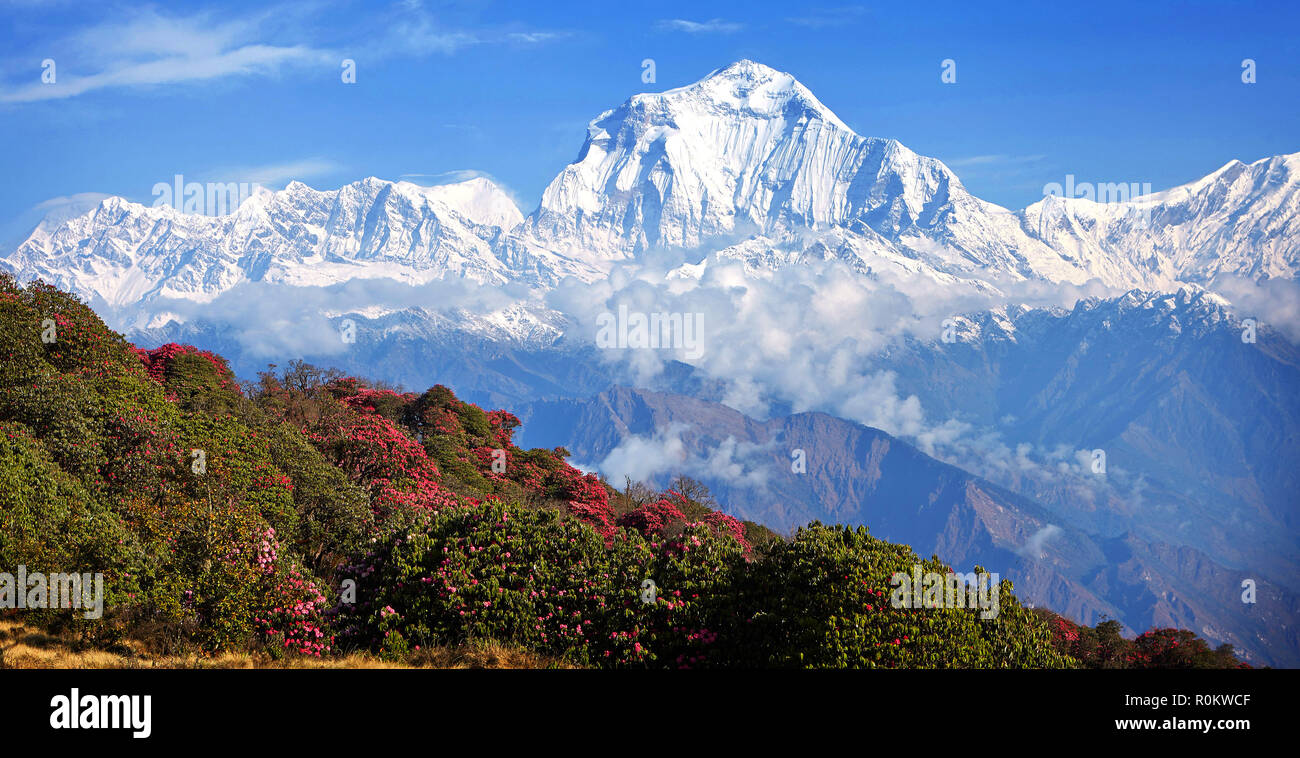 Vue imprenable sur la vallée de rhododendrons en fleurs à l'arrière-plan de sommets enneigés de l'Himalaya. Poon guérir Banque D'Images