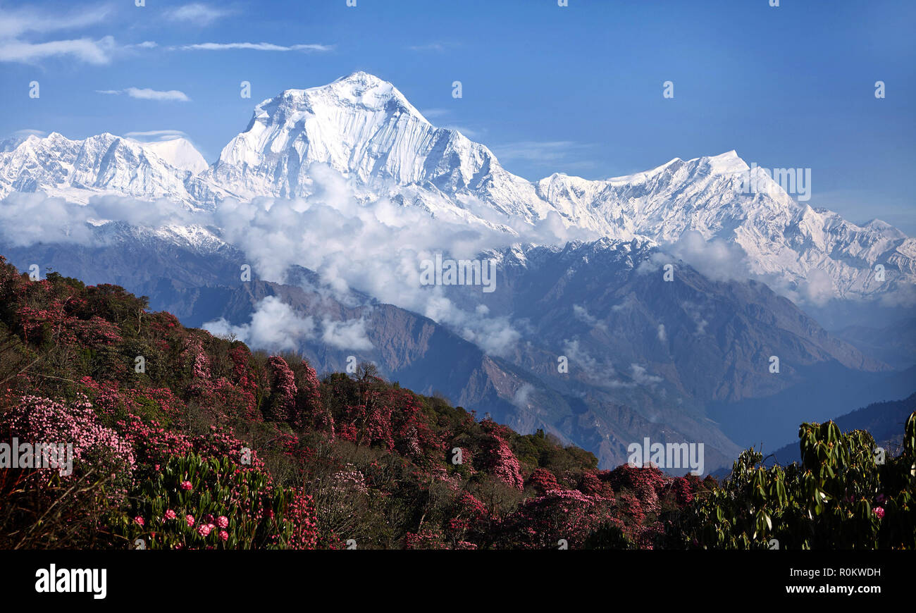 Vue imprenable sur la vallée de rhododendrons en fleurs à l'arrière-plan de sommets enneigés de l'Himalaya. Poon guérir Banque D'Images