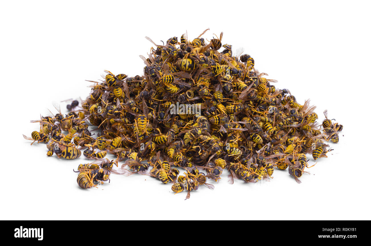 Pile d'abeilles mortes isolé sur un fond blanc. Banque D'Images