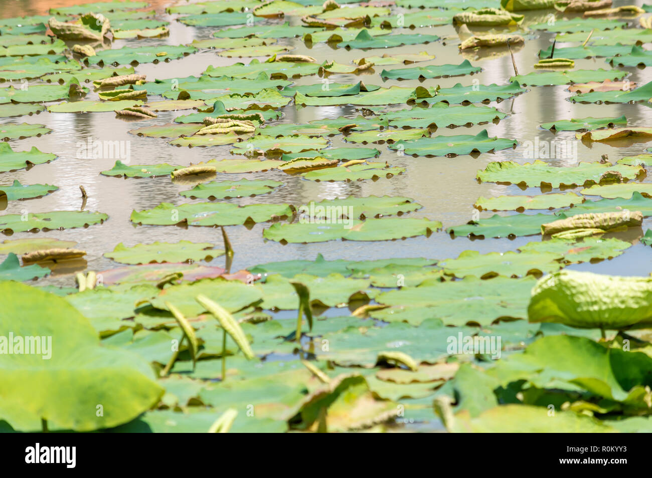 Nymphaeaceae avec des feuilles vertes sur un petit étang Banque D'Images