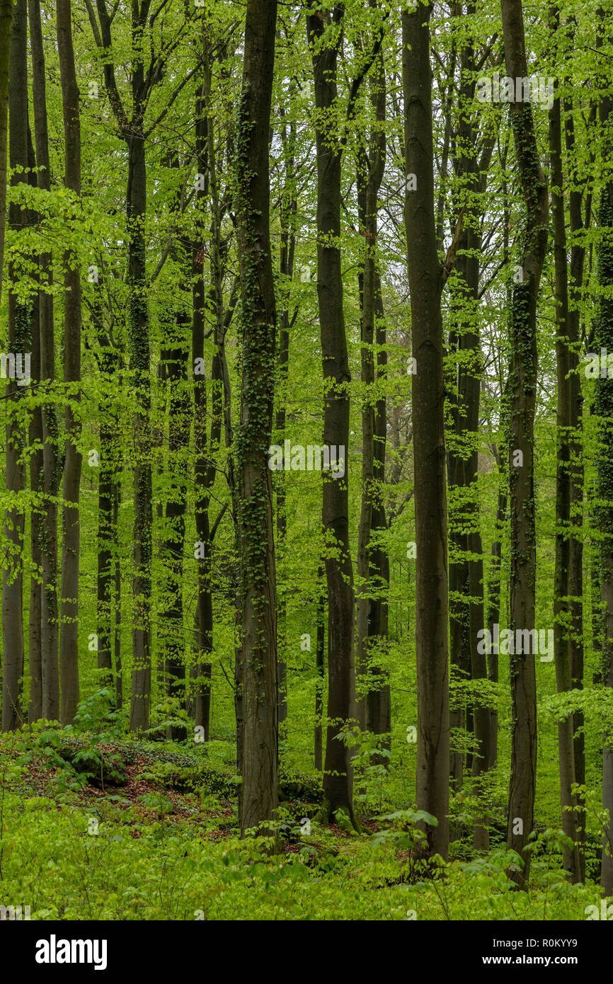 Sanspareil Felsengarten. Sanspareil le Rock Garden est un jardin paysager anglais près de la partie supérieure de la communauté de Franconie Wonsees dans le district de Kulm Banque D'Images