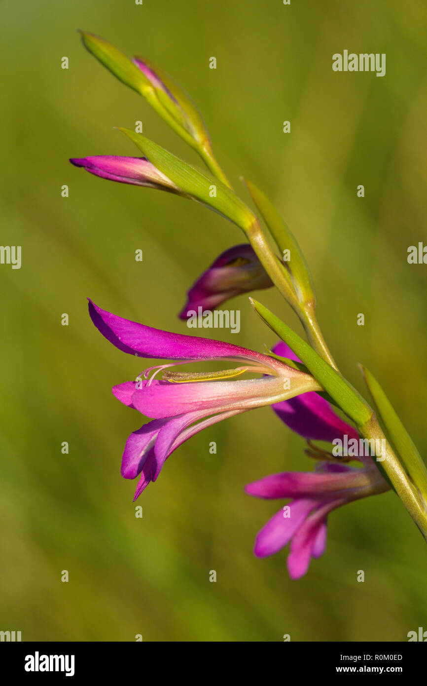 Gladiolus illyricus, ou le gladiolus sauvage Banque D'Images