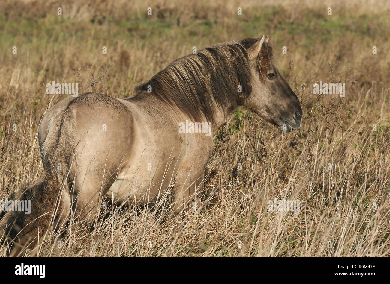 Un joli cheval Konik (Equus ferus caballus) au pâturage Burwell Fen, en Angleterre. Banque D'Images