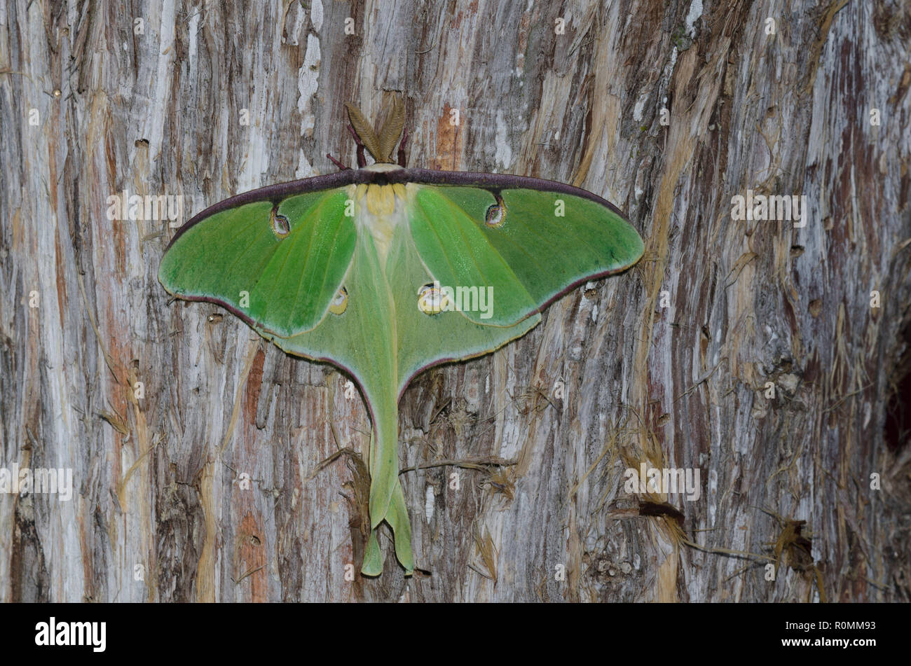Luna Moth, Actias luna, homme Banque D'Images