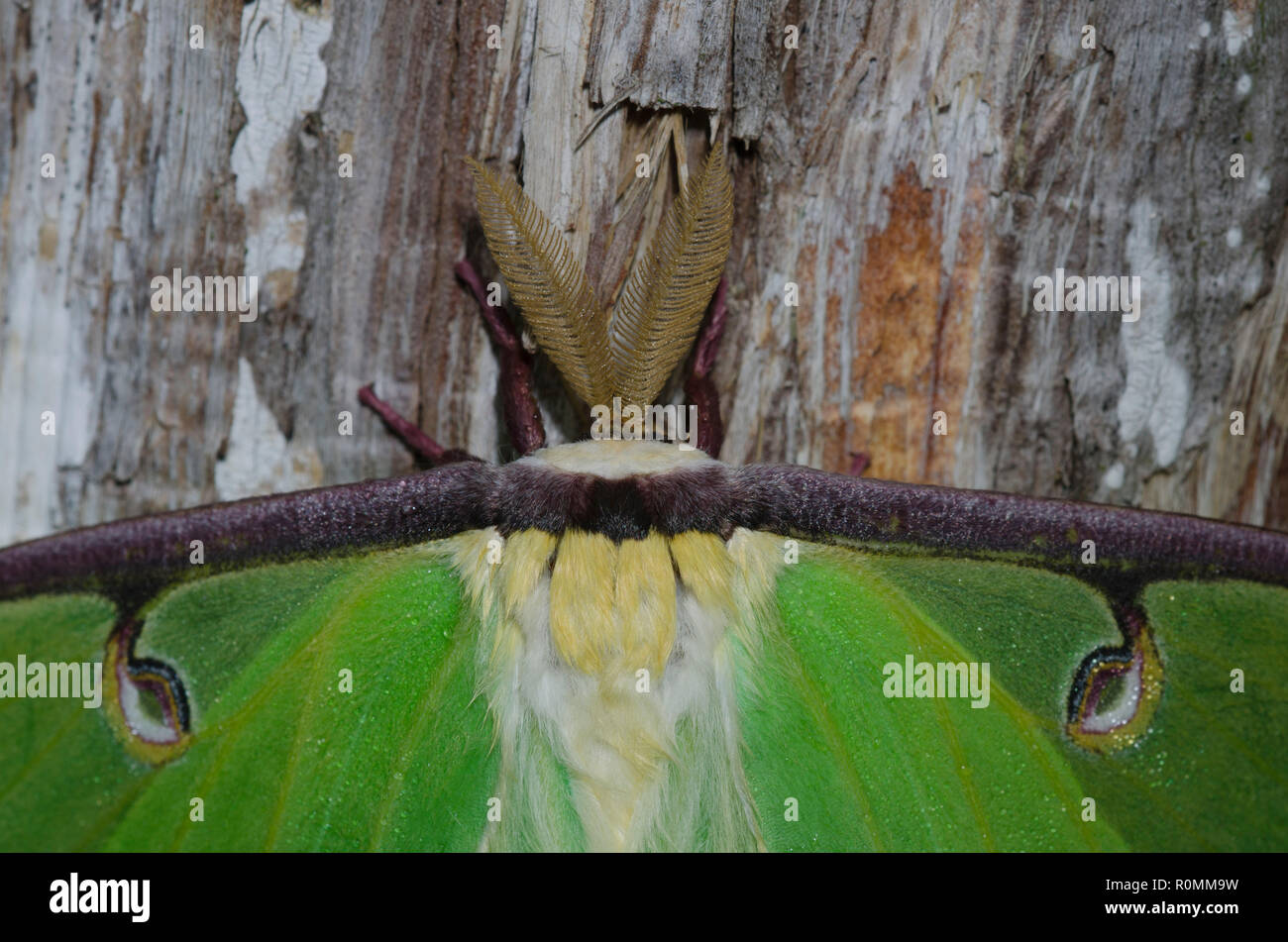 Luna Moth, Actias luna, homme Banque D'Images