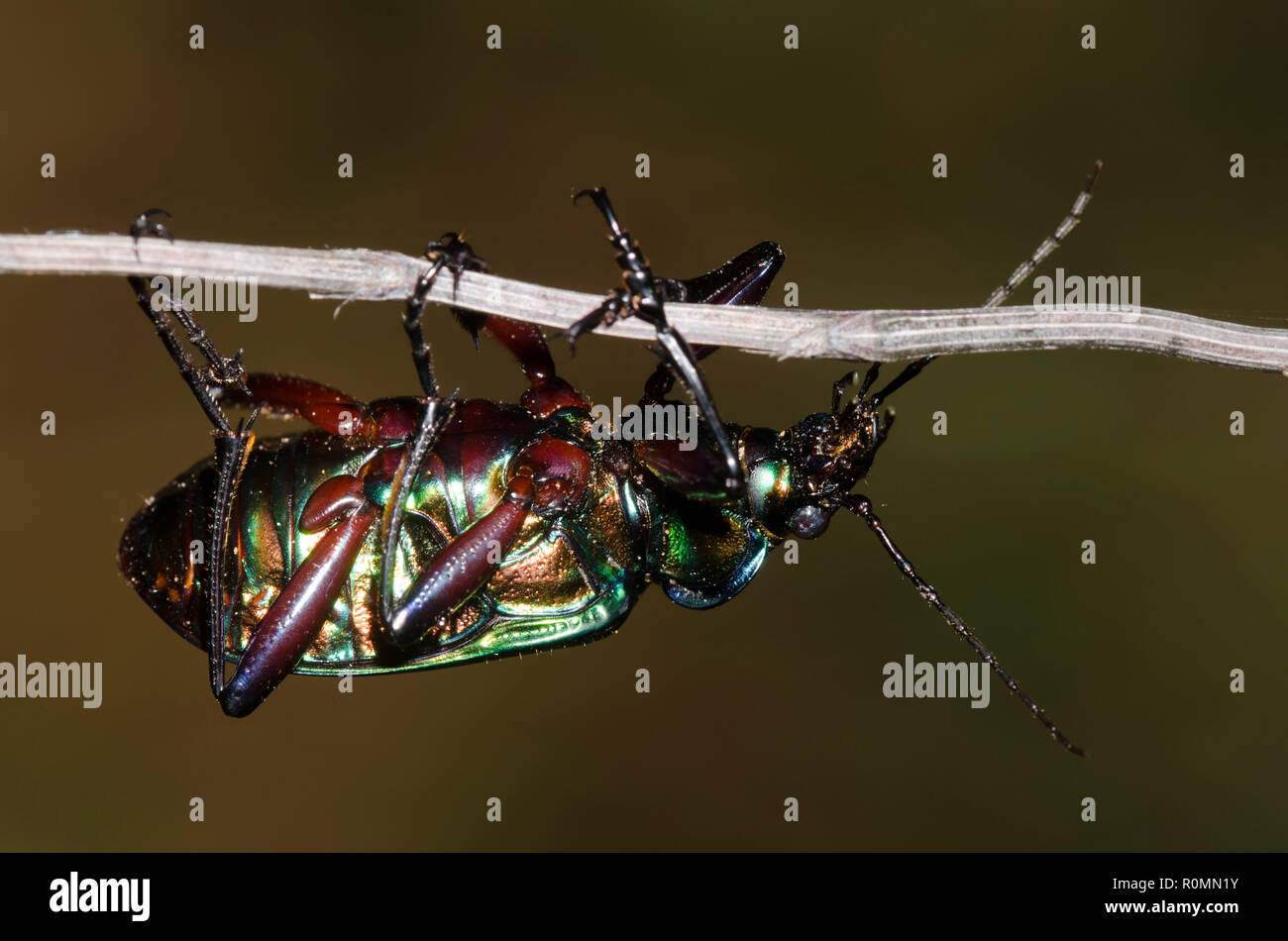 Chasseur de Caterpillar, Calosoma sp. Banque D'Images