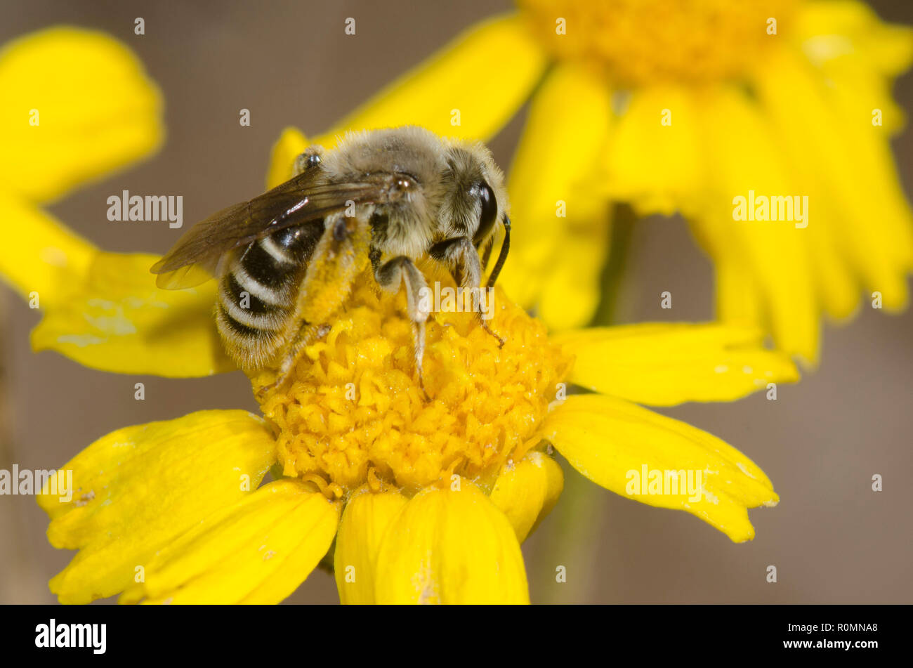 L'exploitation minière, de l'abeille Andrena sp., qui se nourrissent de hautes quatre-daisy nerveuses, Tetraneuris scaposa Banque D'Images