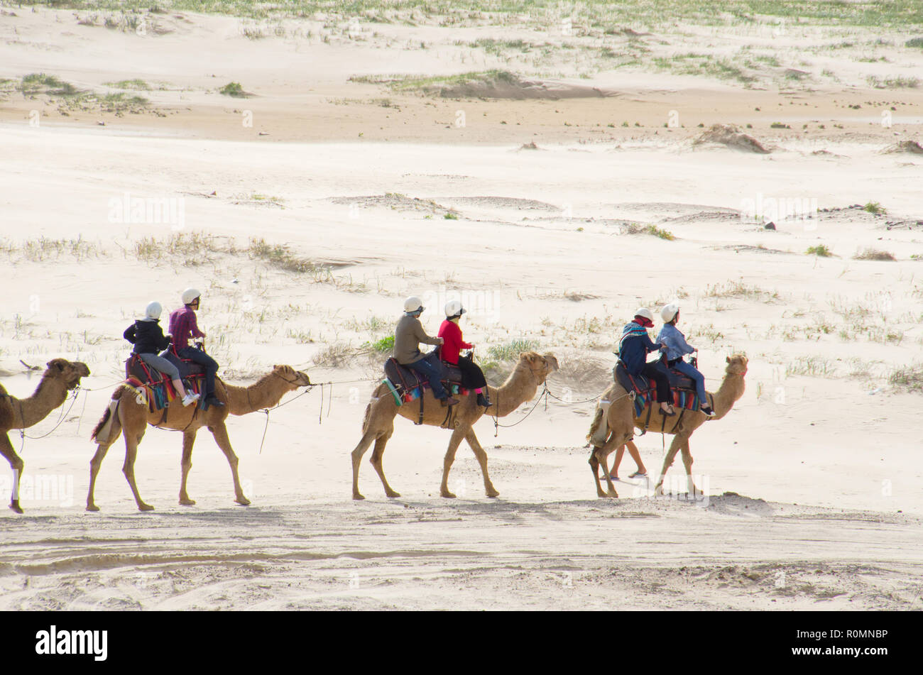 Trois couples monter des chameaux à travers le premier plan avec fond de sable stérile. L'équitation de chameau une activité touristique populaire sur Stockton Beach dunes de sable. Banque D'Images