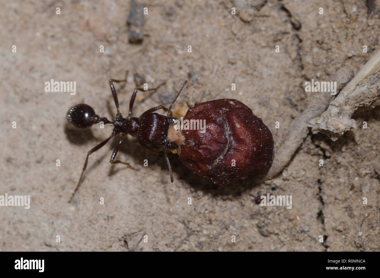 Harvester Ant, Pogonomyrmex sp., halage seed Banque D'Images