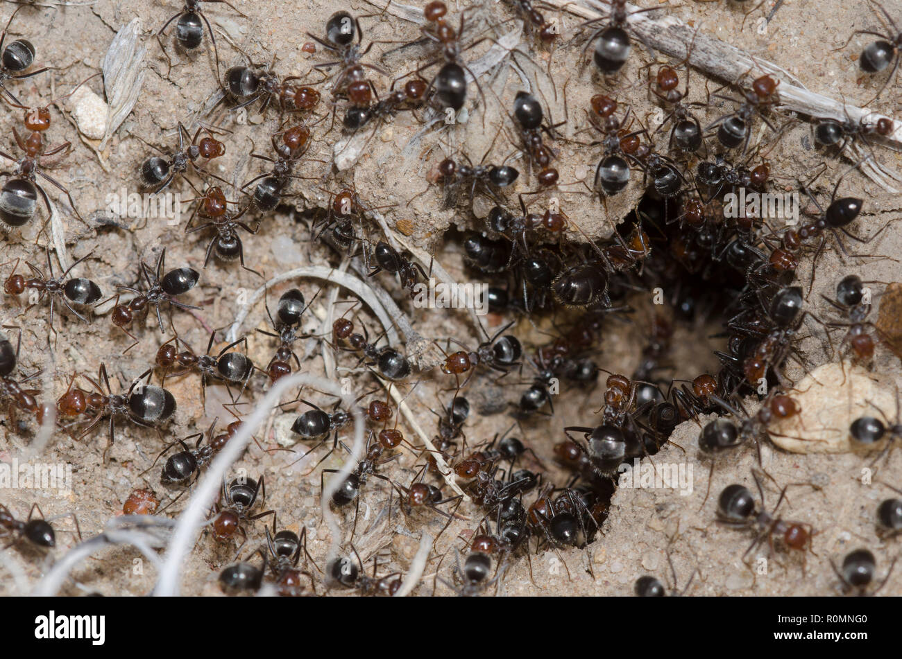 Fourmis pot de miel Banque de photographies et d’images à haute résolution Alamy