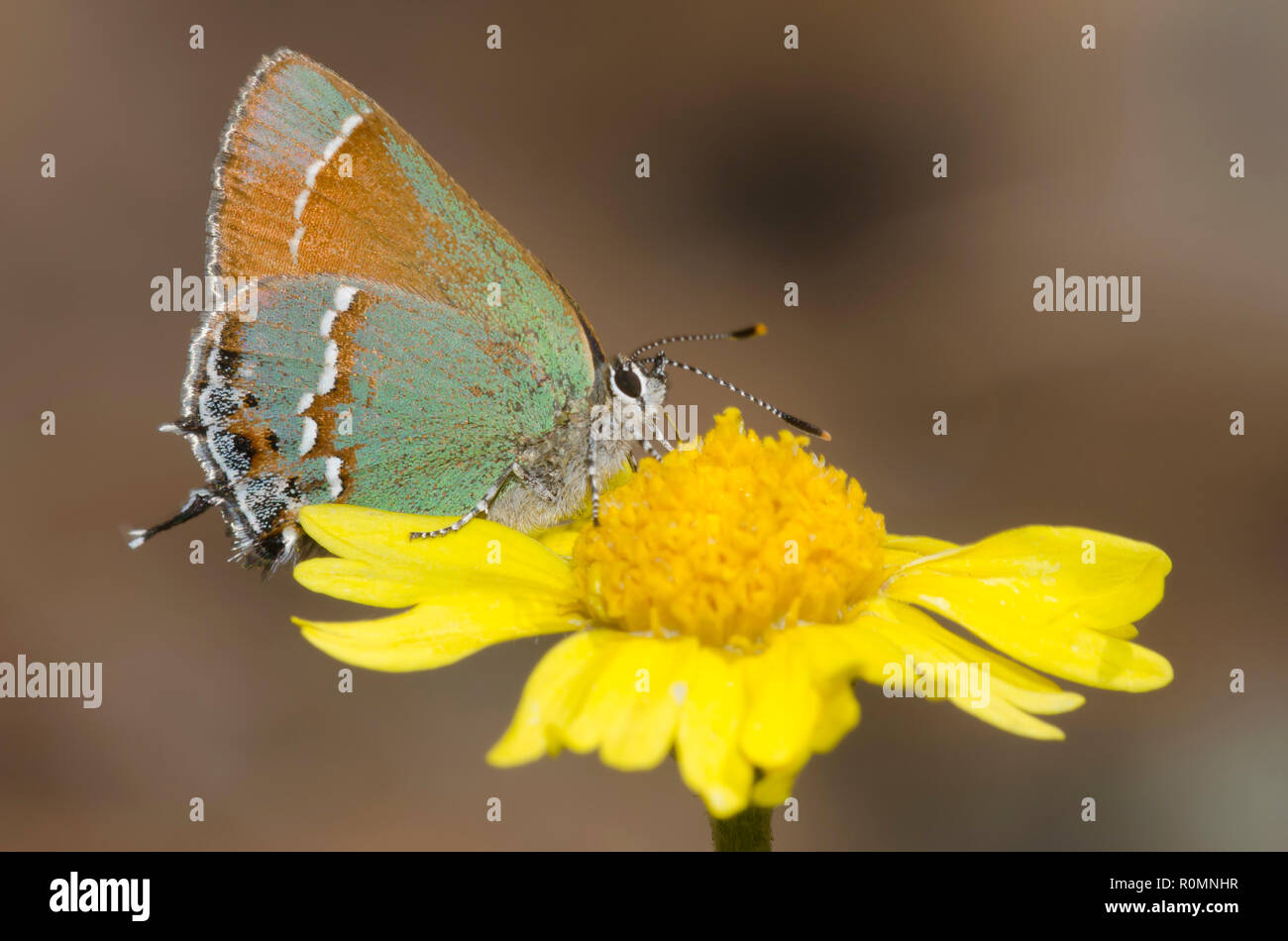 Hairstreak Callophrys gryneus Juniper, nectar, sur quatre hautes-daisy nerveuses, Tetraneuris scaposa Banque D'Images