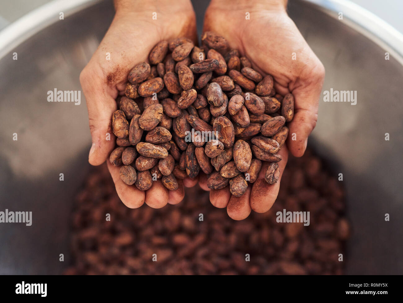 Travailleur ayant une poignée de haricots secs pour la préparation cocao Banque D'Images