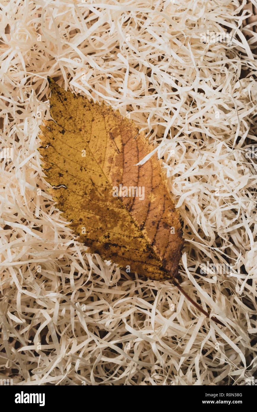 Une seule feuille d'automne sur un lit de matériaux d'emballage en bois déchiqueté. Banque D'Images