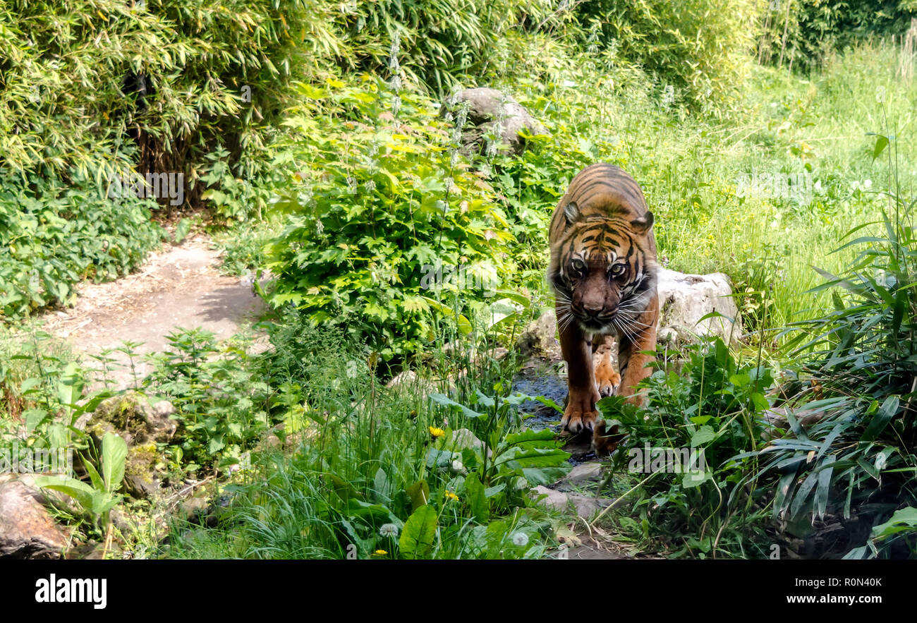Tigre de Sumatra (Panthera tigris sondaica) marche sur la pelouse verte. Les tigres sont essentiellement diurnes. Banque D'Images