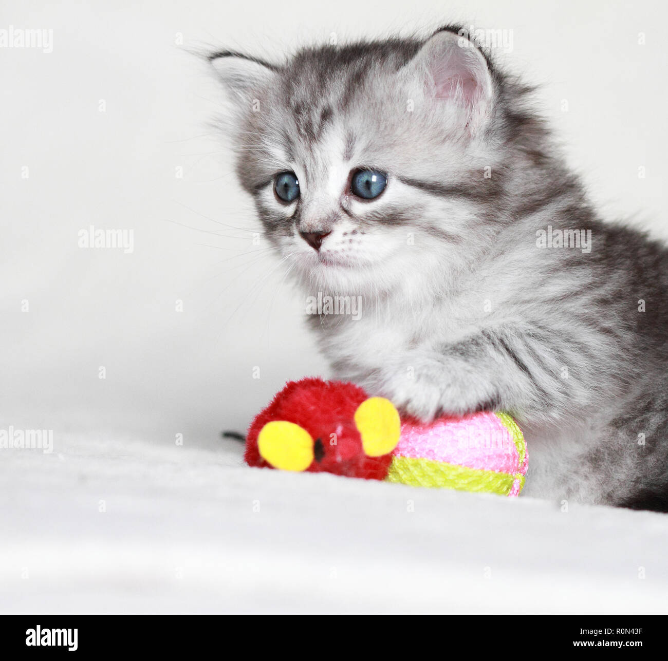 Hypoallergenic Cat Banque D Image Et Photos Alamy Hypoallergenic Cat Banque D Image Et Photos Alamy