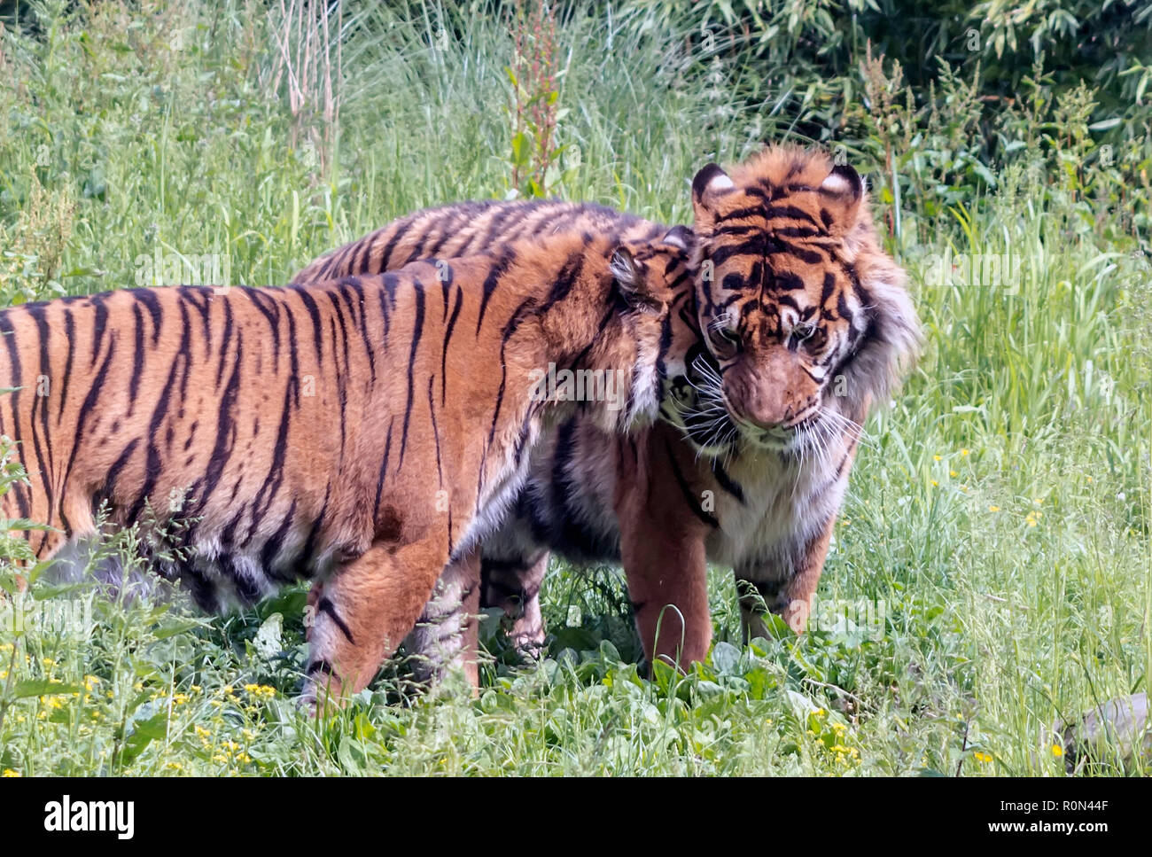 Tigresse de Sumatra (Panthera tigris sondaica) se blottissant jusqu'à tigre mâle. Banque D'Images