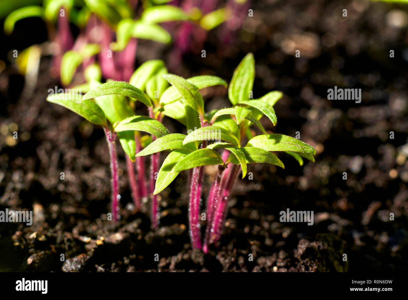 Semis de tomate Banque D'Images